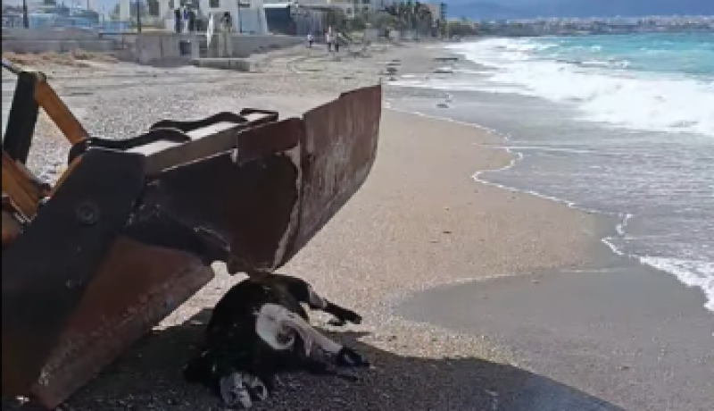 Αγριογούρουνο ξεβράστηκε στην παραλία Λουτρακίου – Άμεση παρέμβαση της Υπηρεσίας Καθαριότητας του Δήμου [Βίντεο]